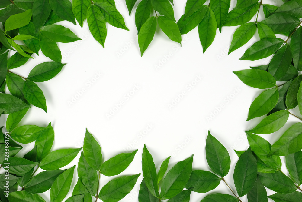 Fototapeta premium Group of green leaf frame on white background