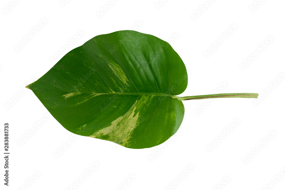 Tropical green leaf on white background Tropical green leaf on white background