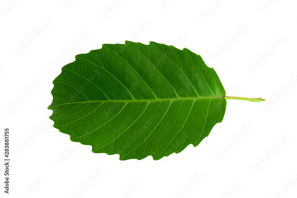 Obraz premium Tropical green leaf on white background