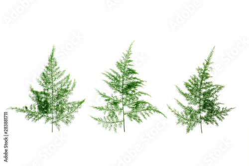 Asparagus setaceus leaf isolated on white backgrond, Tropical leaves. © TWINS DESIGN STUDIO