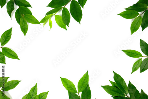 Group of green leaf frame on white background