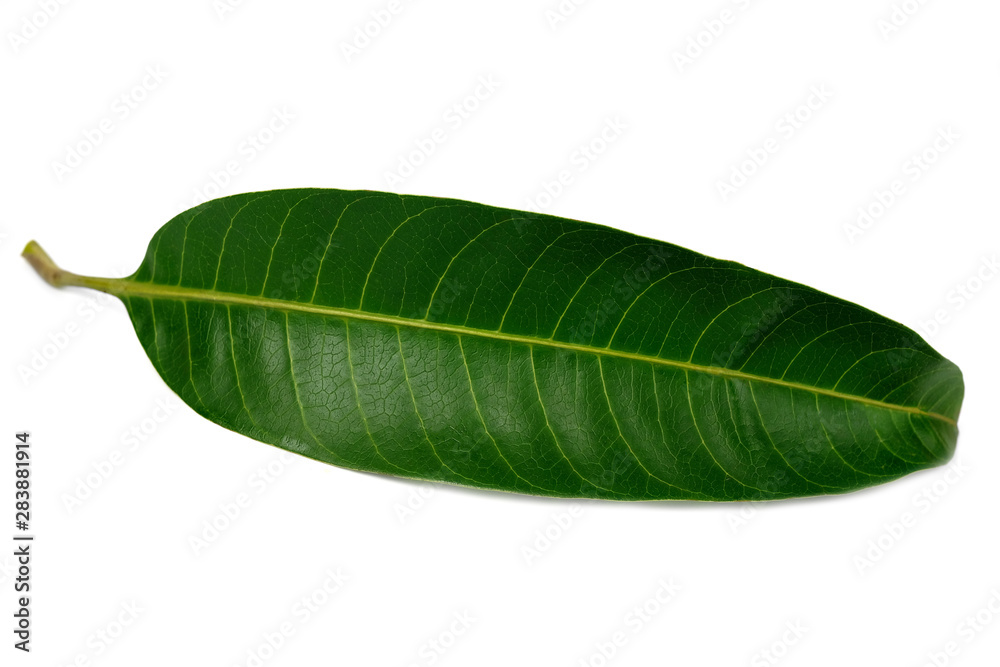 Obraz premium Tropical green leaf on white background