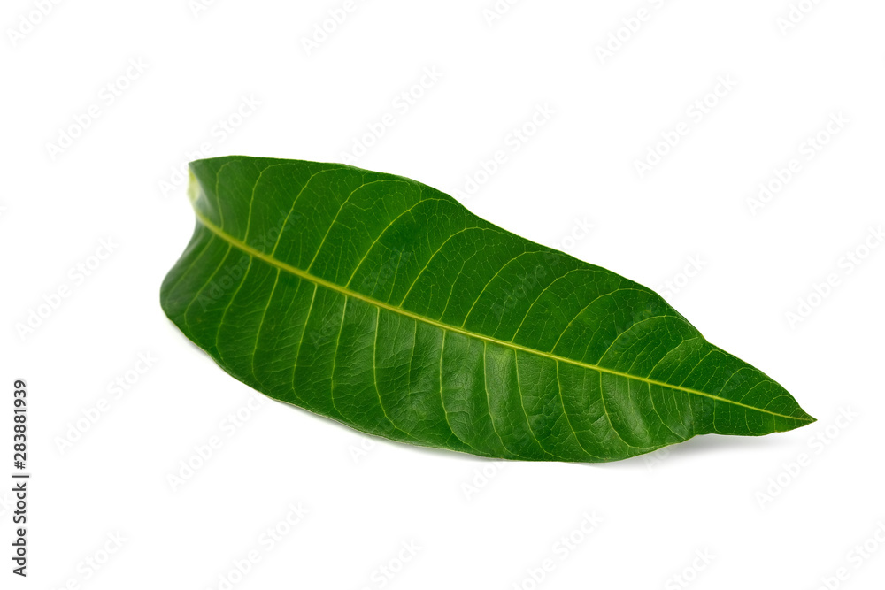 Obraz premium Tropical green leaf on white background