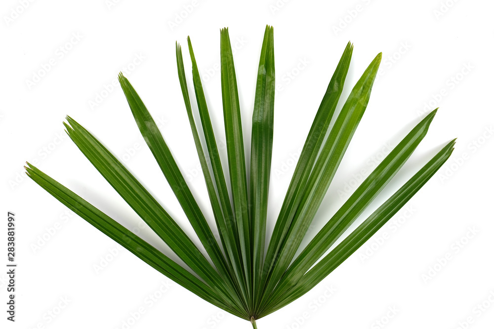 Green palm leaf isolated on white background Green palm leaf isolated on white background