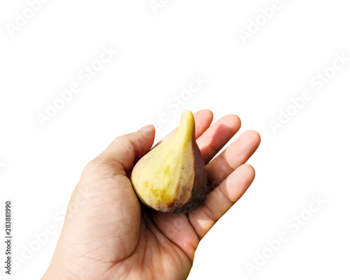 image shows a hand picking a ripe fig on white background
