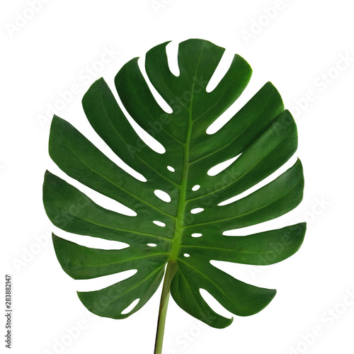 Monstera deliciosa leaf, the ceriman, Flowering plant native to tropical forests palm leaf with hole pattern isolated on white background