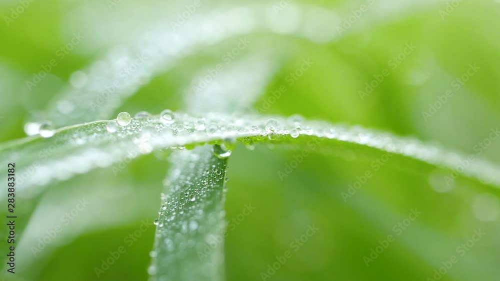 waterdrop on grass in the morning waterdrop on grass in the morning