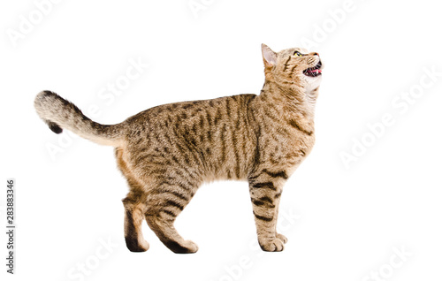 Playful cat Scottish Straight looking up, side view, isolated on white background