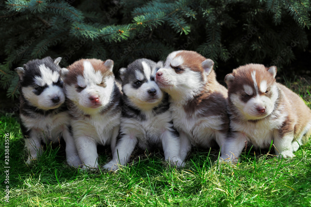 Newborn Siberian husky.Puppy Siberian husky.Siberian husky copper color.it sits on the grass