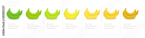 Banana ripeness stages infographics chart. Bunch of bananas colour gradation set. Ripening plantains. From green to yellow and brown. Animation period progression.