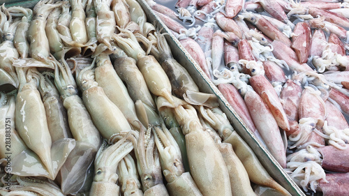 squid seafood market fresh frozen