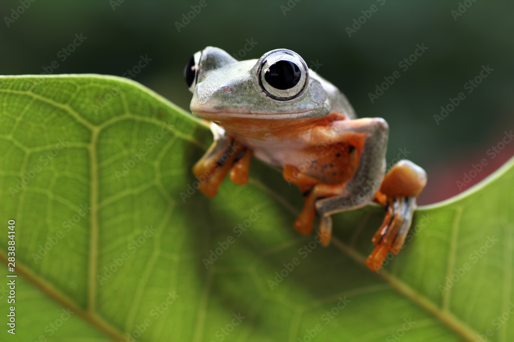 Naklejka premium flying tree frogs sitting on leaves