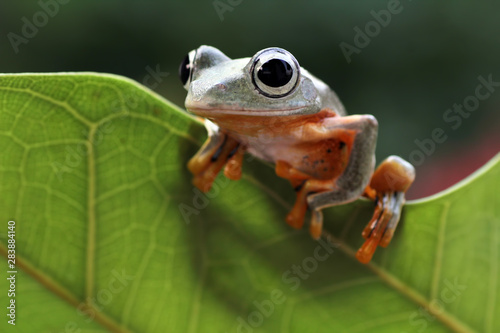 flying tree frogs sitting on leaves