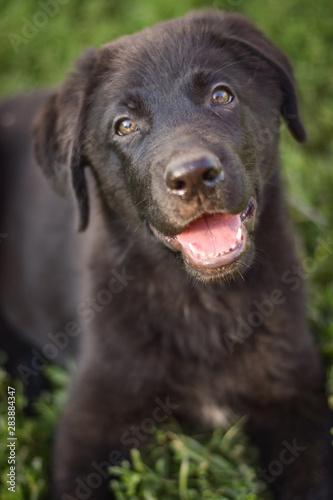 Wallpaper Mural black labrador puppy Torontodigital.ca