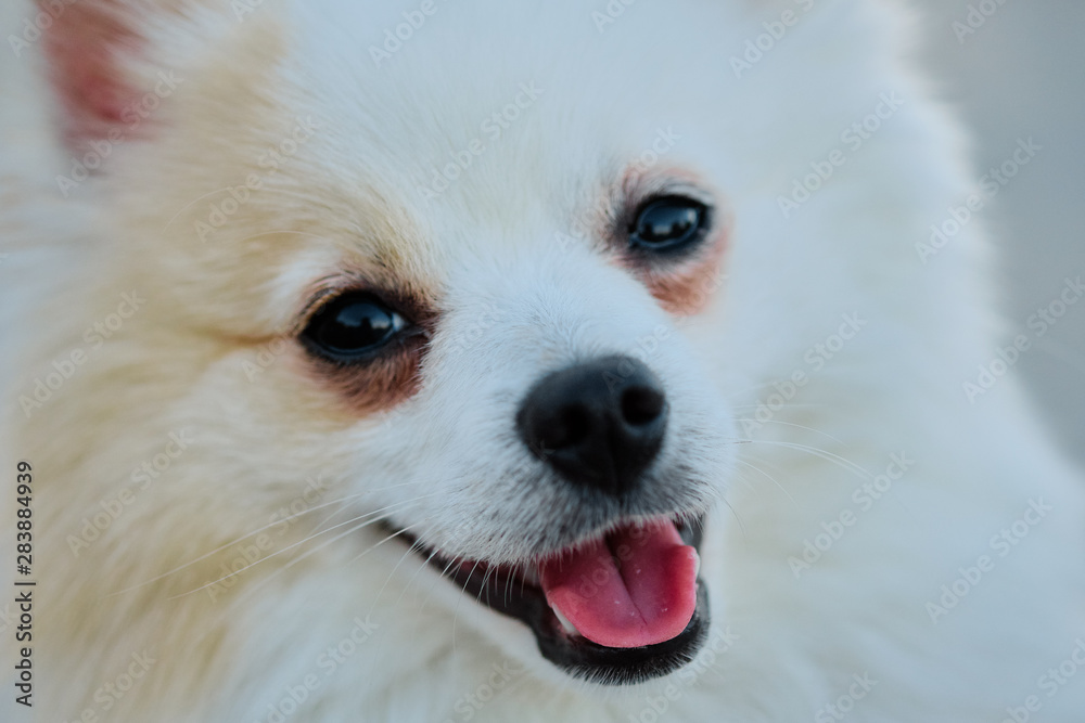 Close-up face of pomeranian spitz looking at the camera. Close-up face of pomeranian spitz looking at the camera.