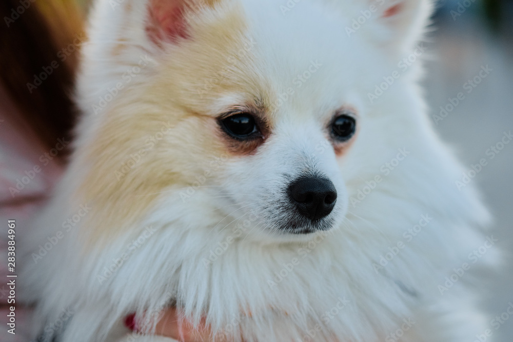 Close-up face of pomeranian spitz looking at the camera.