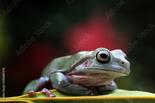 tree frog closeup on leaf, beautiful dumpy frog