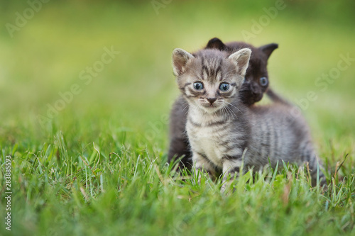 Cute kittens in garden © Rico