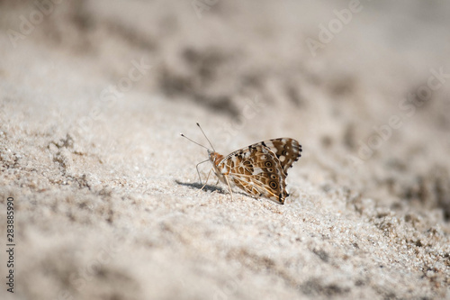 butterfly sitting on sand