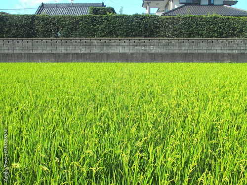 夏の田んぼと生垣とブロック塀のある風景