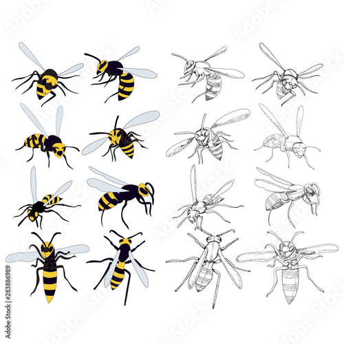vector, isolated, wasp, bee, insect, set, collection © zolotons