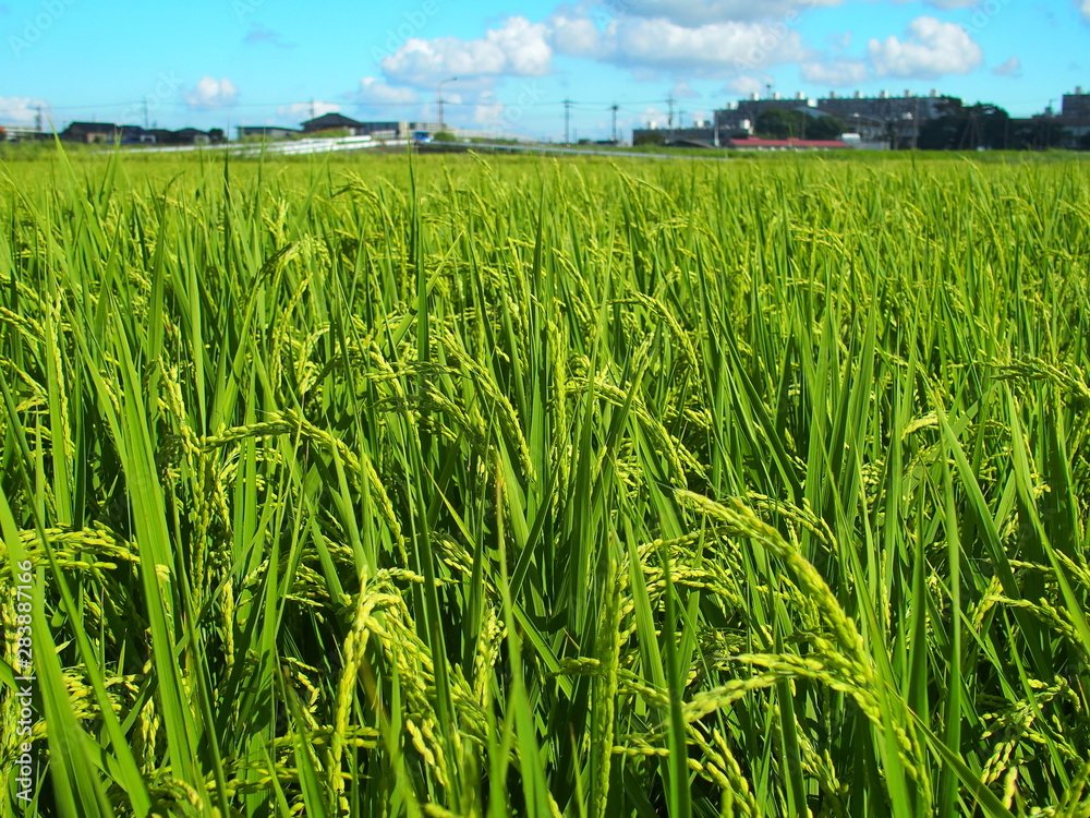 夏の朝の田圃風景 夏の朝の田圃風景