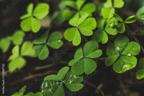 Clover green leaf Closeup background © ruckyletsrock