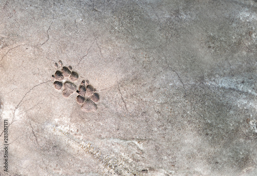 Cat foot prints on concrete.