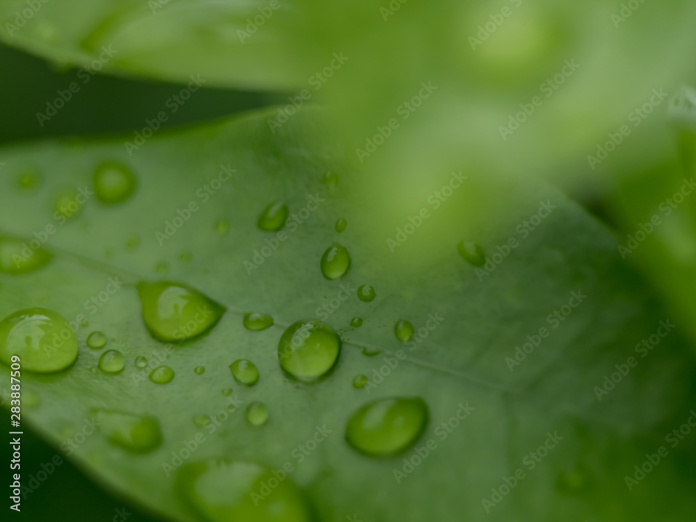 drops on green leaf drops on green leaf