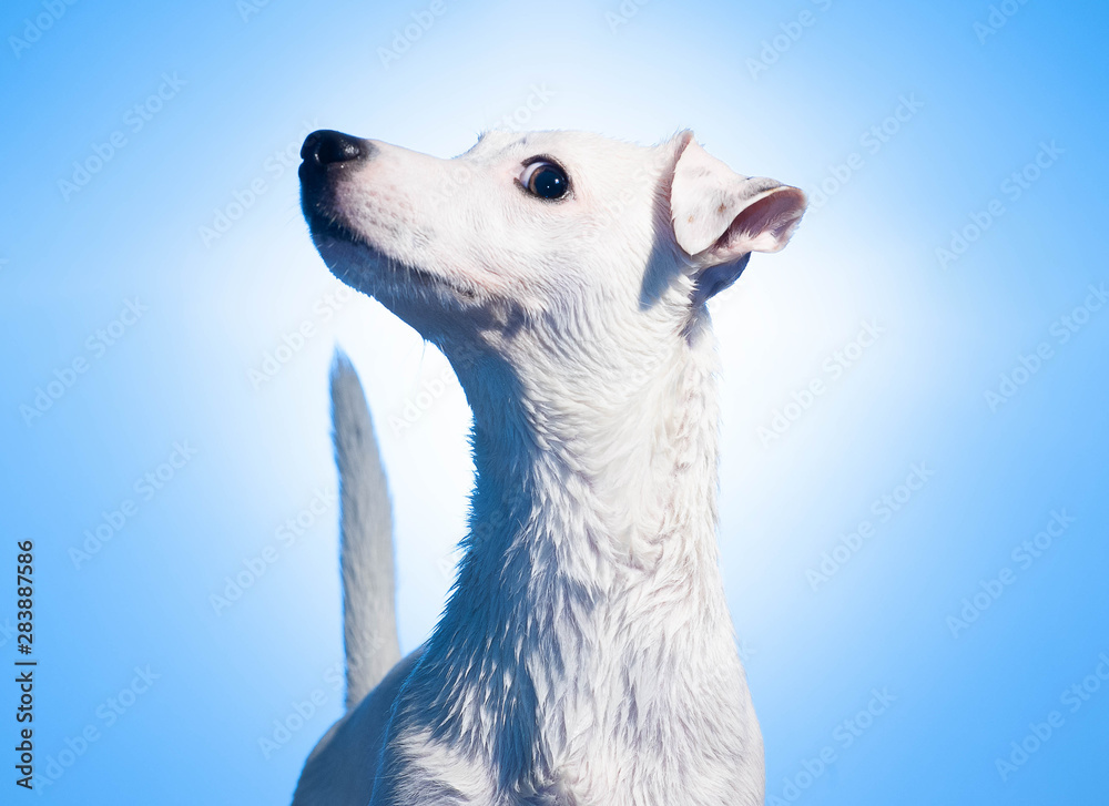 Obraz premium White Jack Russell on blue