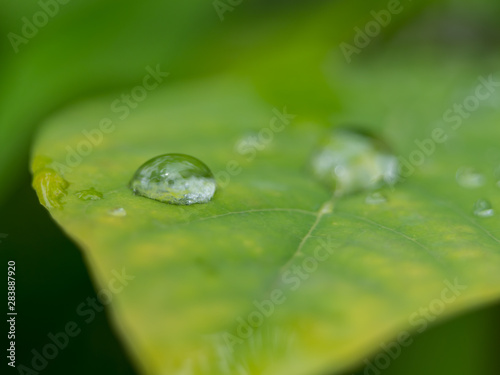 drops on leaf