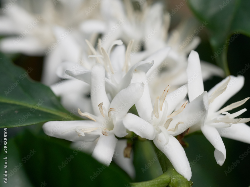 Coffee plant flowers - close up of coffee blossom Coffee plant flowers - close up of coffee blossom