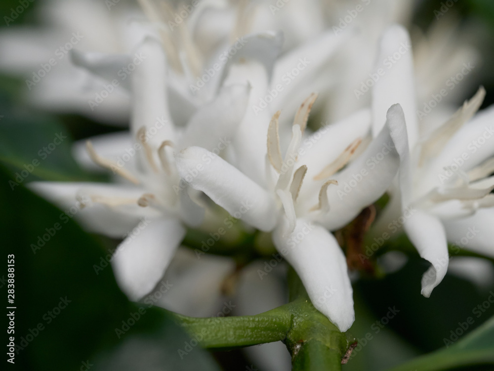 Coffee plant flowers - close up of coffee blossom Coffee plant flowers - close up of coffee blossom