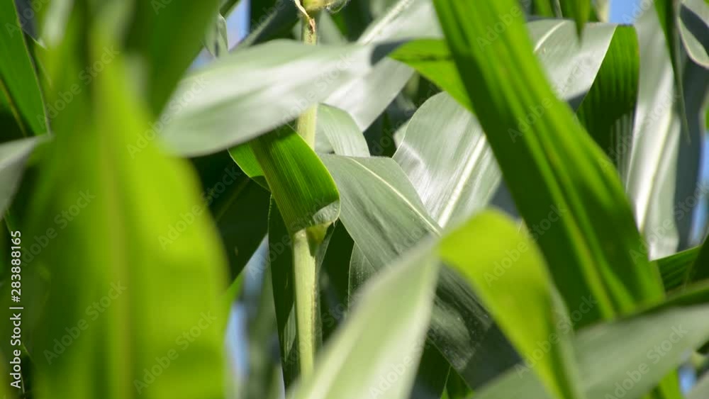 Corn green leaves sway in light breeze on bright sunny day Corn green leaves sway in light breeze on bright sunny day