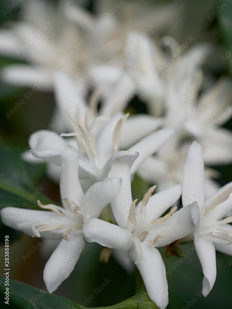 Coffee plant flowers - close up of coffee blossom Coffee plant flowers - close up of coffee blossom