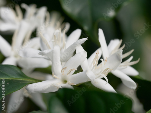Coffee plant flowers - close up of coffee blossom