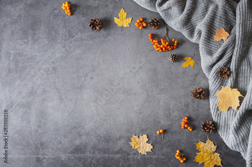 Autumn composition. Sweater, cones, berry rowan and autumn leaves maple on dark concrete background. Autumn, winter concept. Flat lay, top view, copy space
