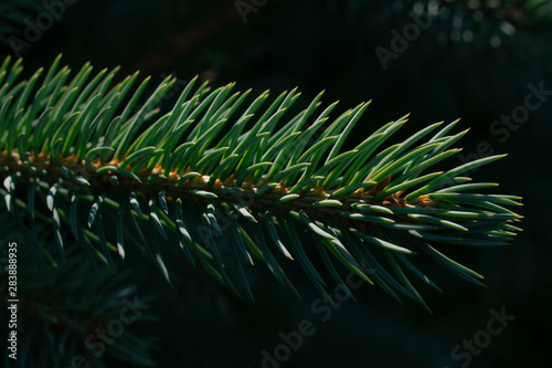 Volume, bright, beautiful, dark green branch of spruce with buds. The blossoming of a tree. Pine. Reins. Spring plants.