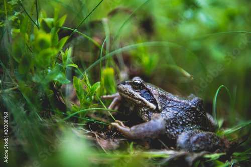 Frog hiding in green forest grass
