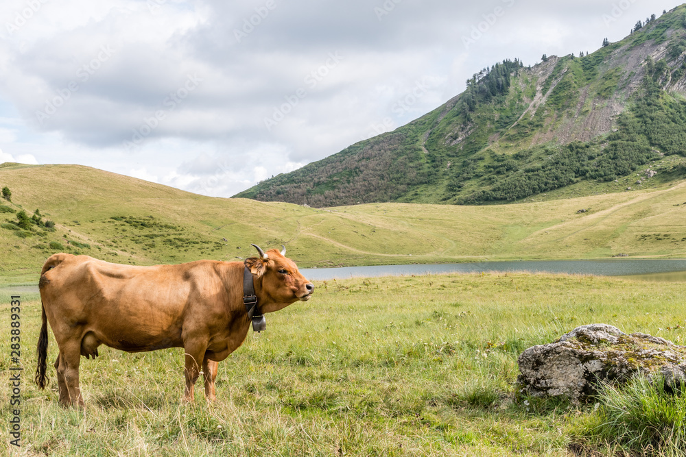 Naklejka premium Vache de race tarentaise en haute savoie