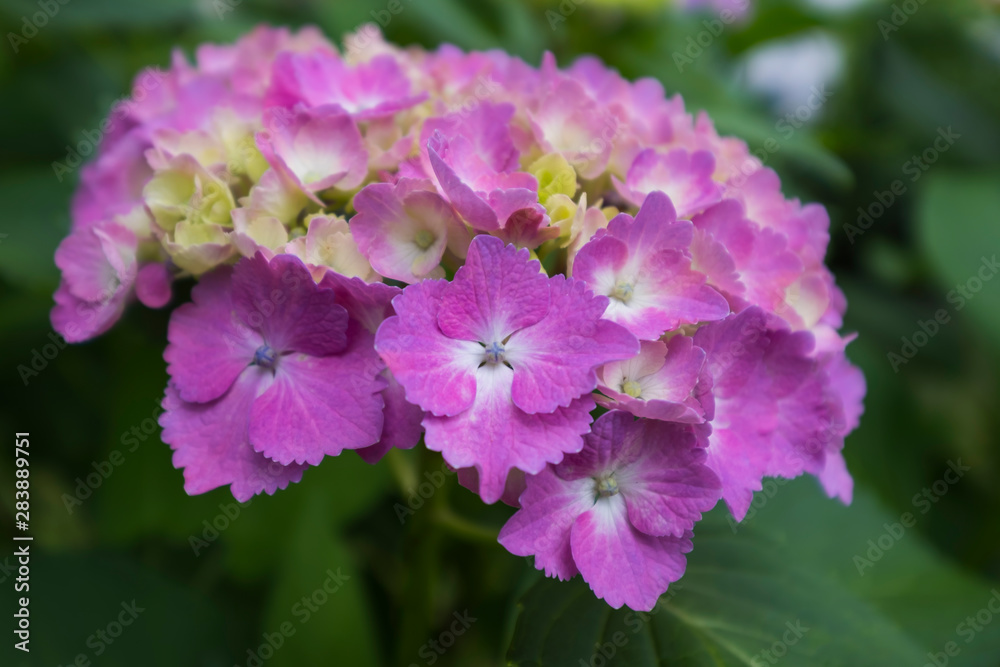 Hydrangea flower Hydrangea flower