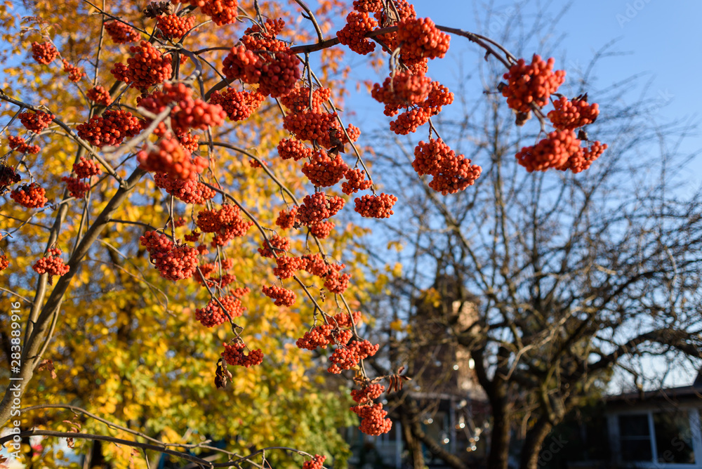 Red rowan berries on rowan tree branches in autumn garden at sunny day, copy space