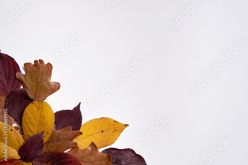 Autumn composition made of dried yellow and red leaves on white background. Fall concept. Autumn thanksgiving texture. Flat lay, top view, copy space