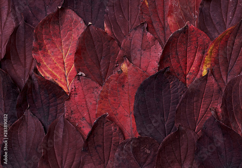 Autumn composition. Background made of red leaves. Fall concept. Autumn thanksgiving texture. Flat lay, top view, copy space