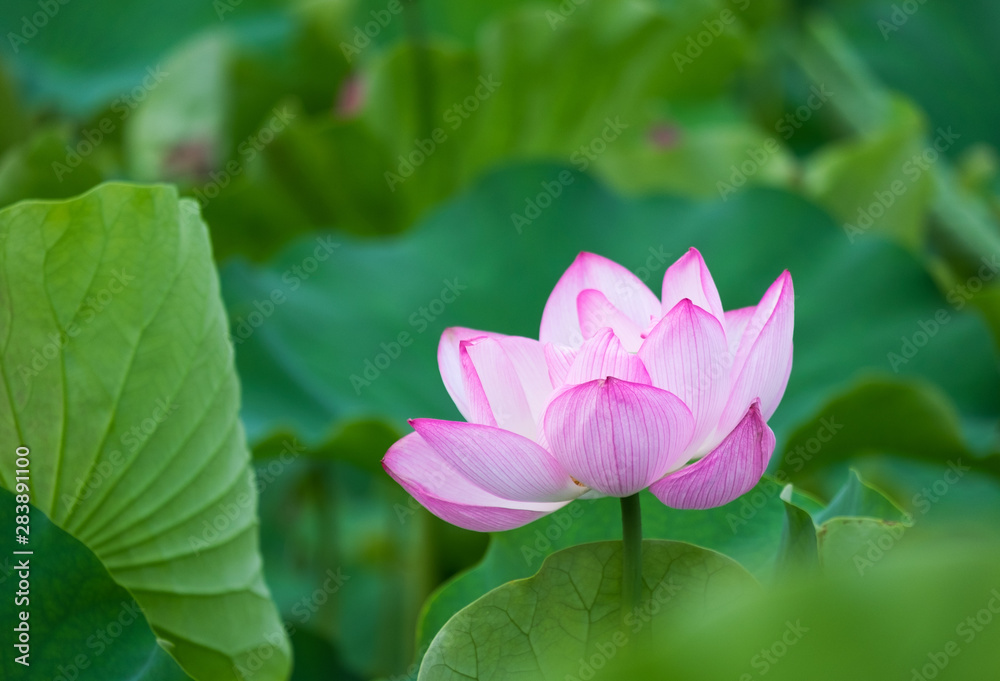 water lily water lily