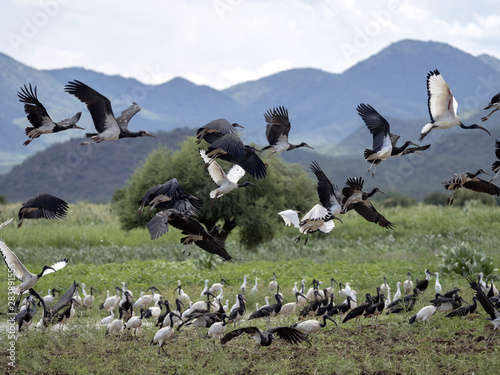 Flying flock of different bird species: White-bellied Stork, Ciconia abdimii