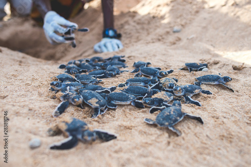 Baby turtles crawling out of nest on beach with conservationist