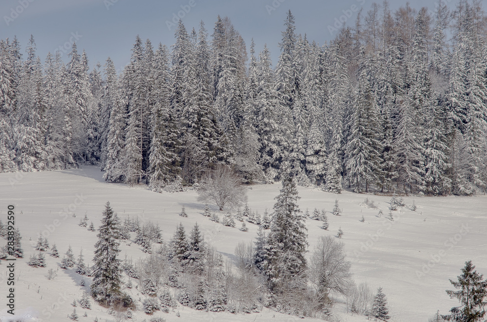 Snow-covered trees in the mountain region Snow-covered trees in the mountain region