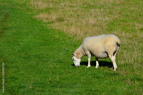 Mouton broutant de l'herbe