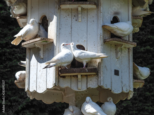 White doves showing courtship behaviour in a wooden dovecote 
